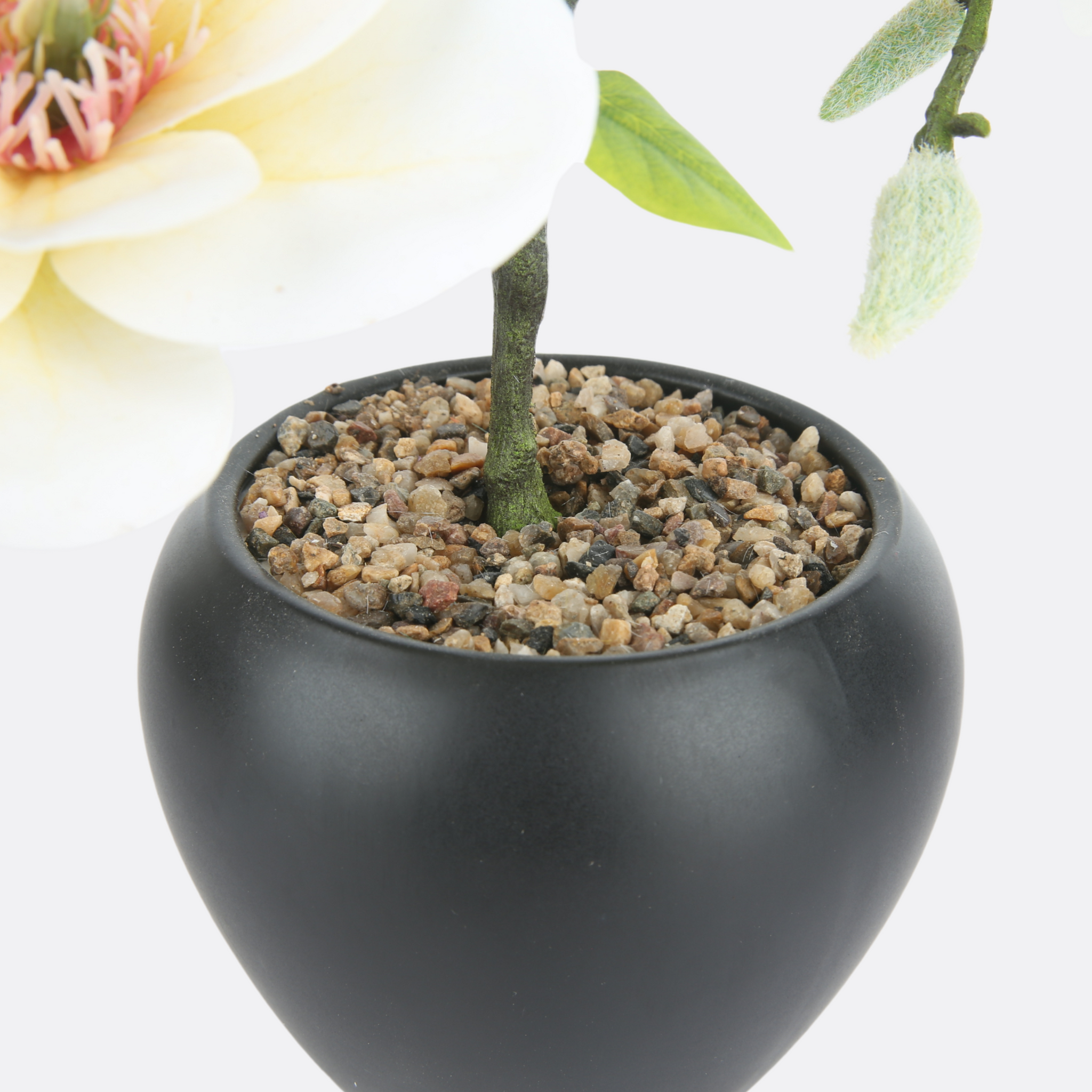 Caucasian Planter in Black Ceramic Pot