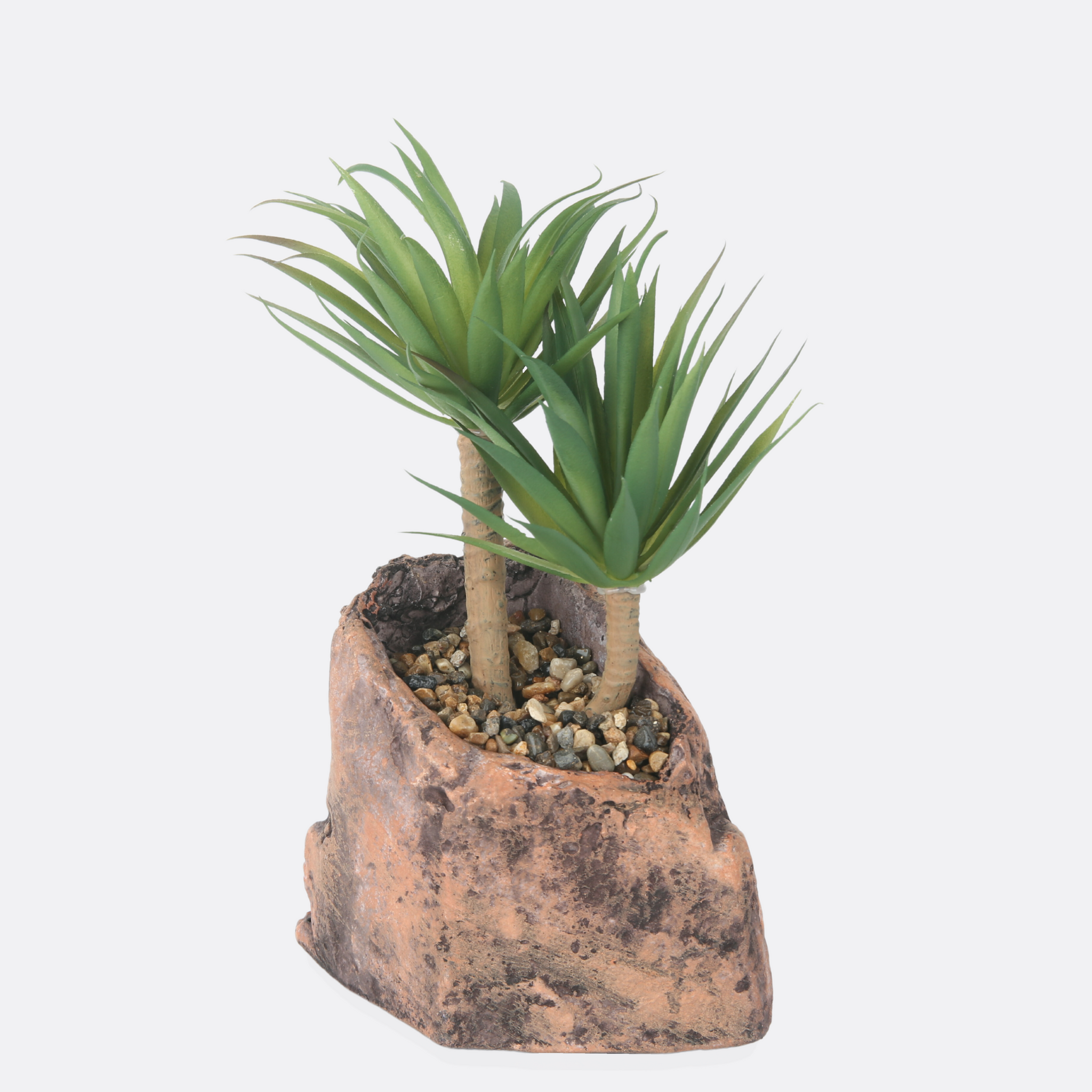Palm Succulent Plant With Stone Base