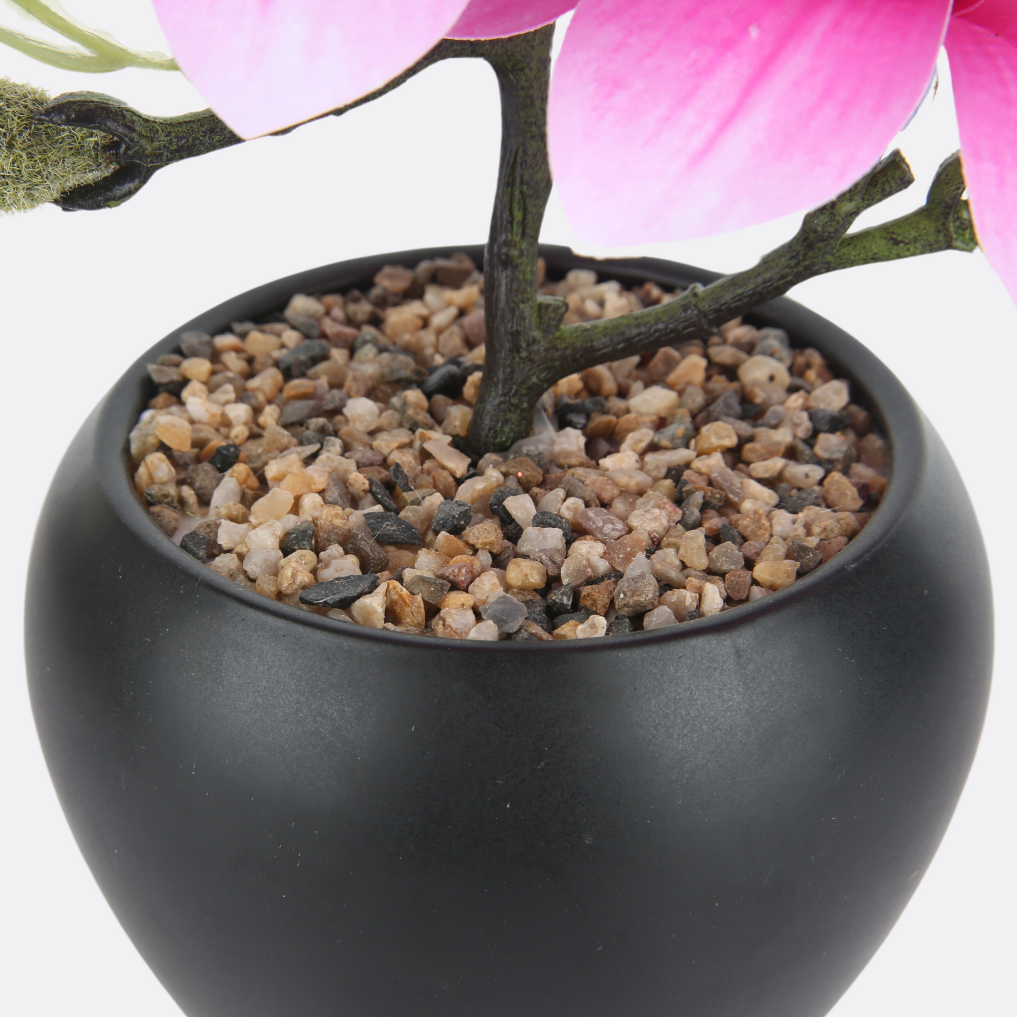 Blushing Planter in Black Ceramic Pot