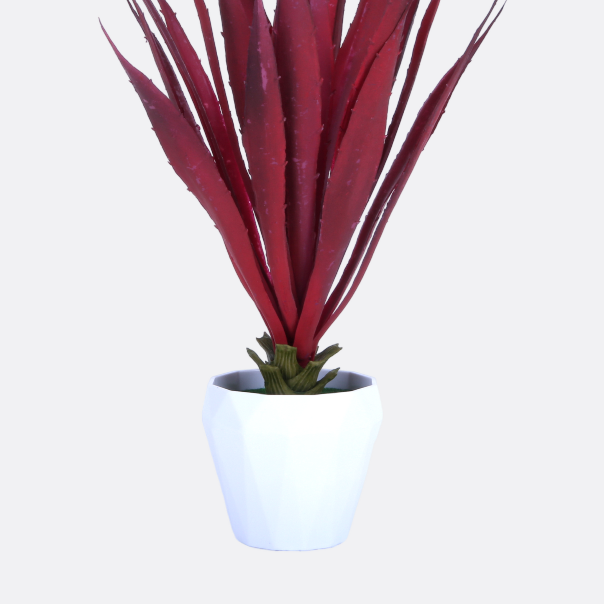 Julie Succulent Plant