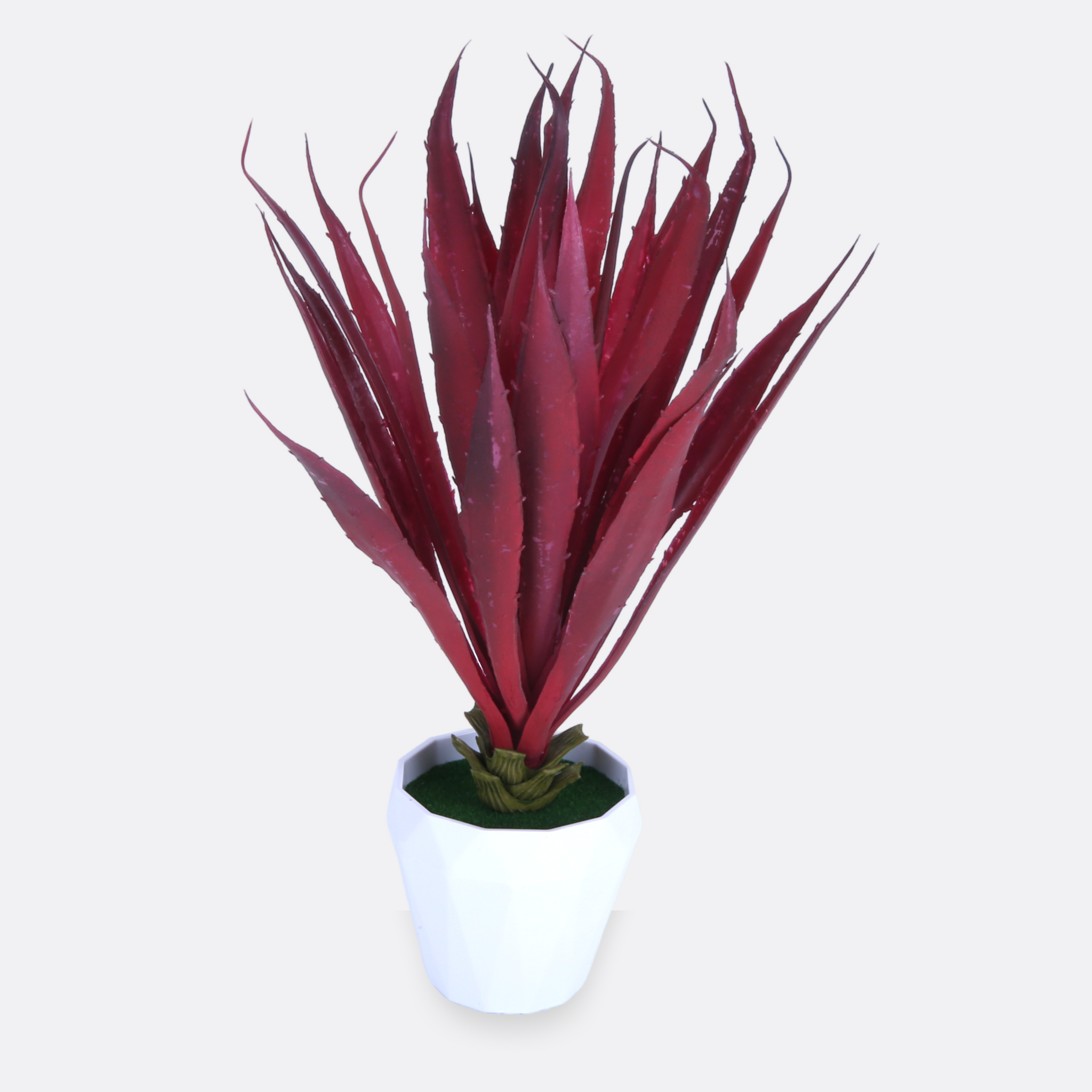 Julie Succulent Plant